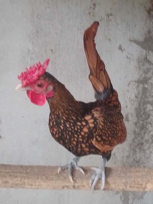 Garnizos de raça sebright dourado