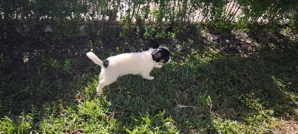 Chihuahua disponível para entrega imediata