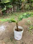 Bananeira enraizada
