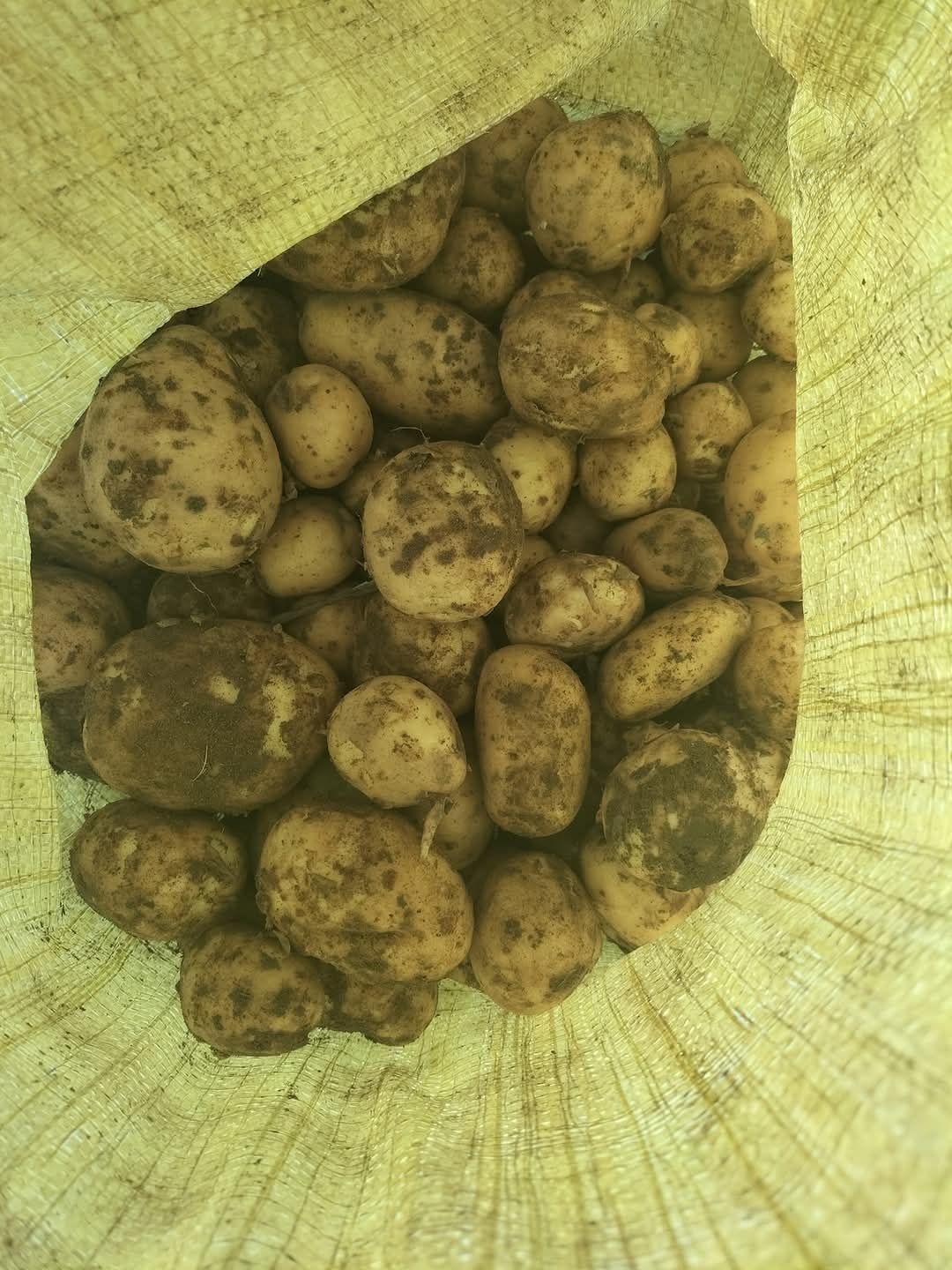 Młode ziemniaki denar świeżo kopane,