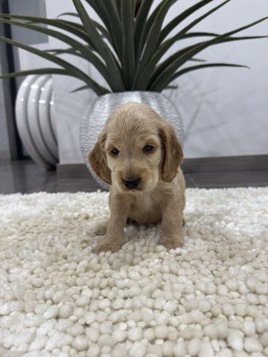 Cocker spaniel Ingles menina