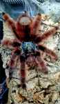 Caribena Versicolor L2/3 + GRATIS ZESTAW STARTOWY