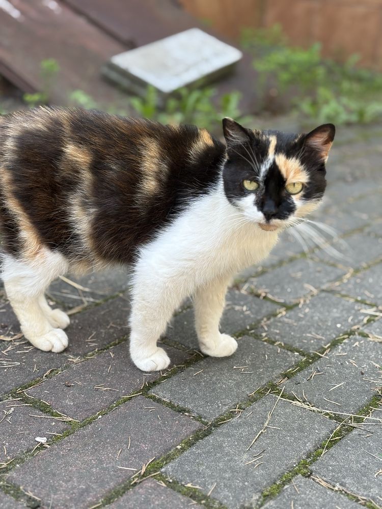 Kotki do adopcji