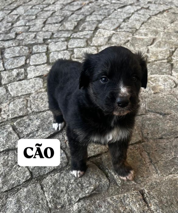 FILHOTE- Macho para adoção