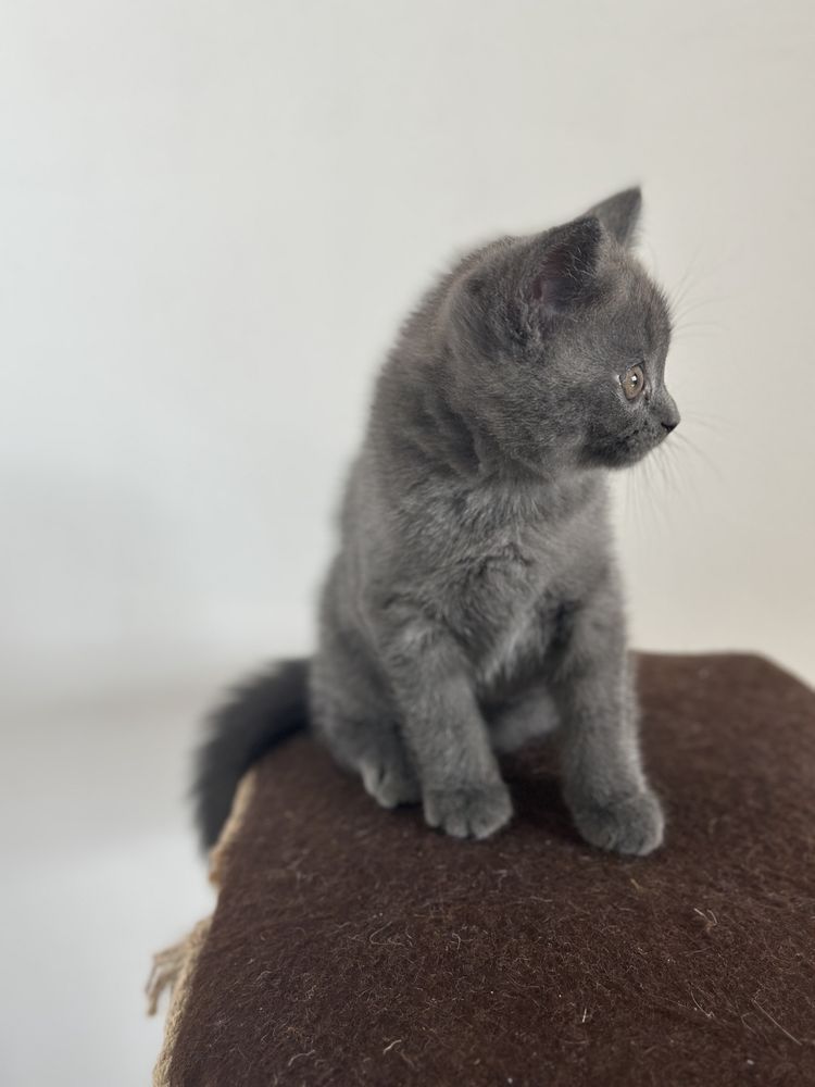 Британская кошечка
