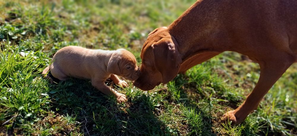 Цуцинята породи Угорська Віжла