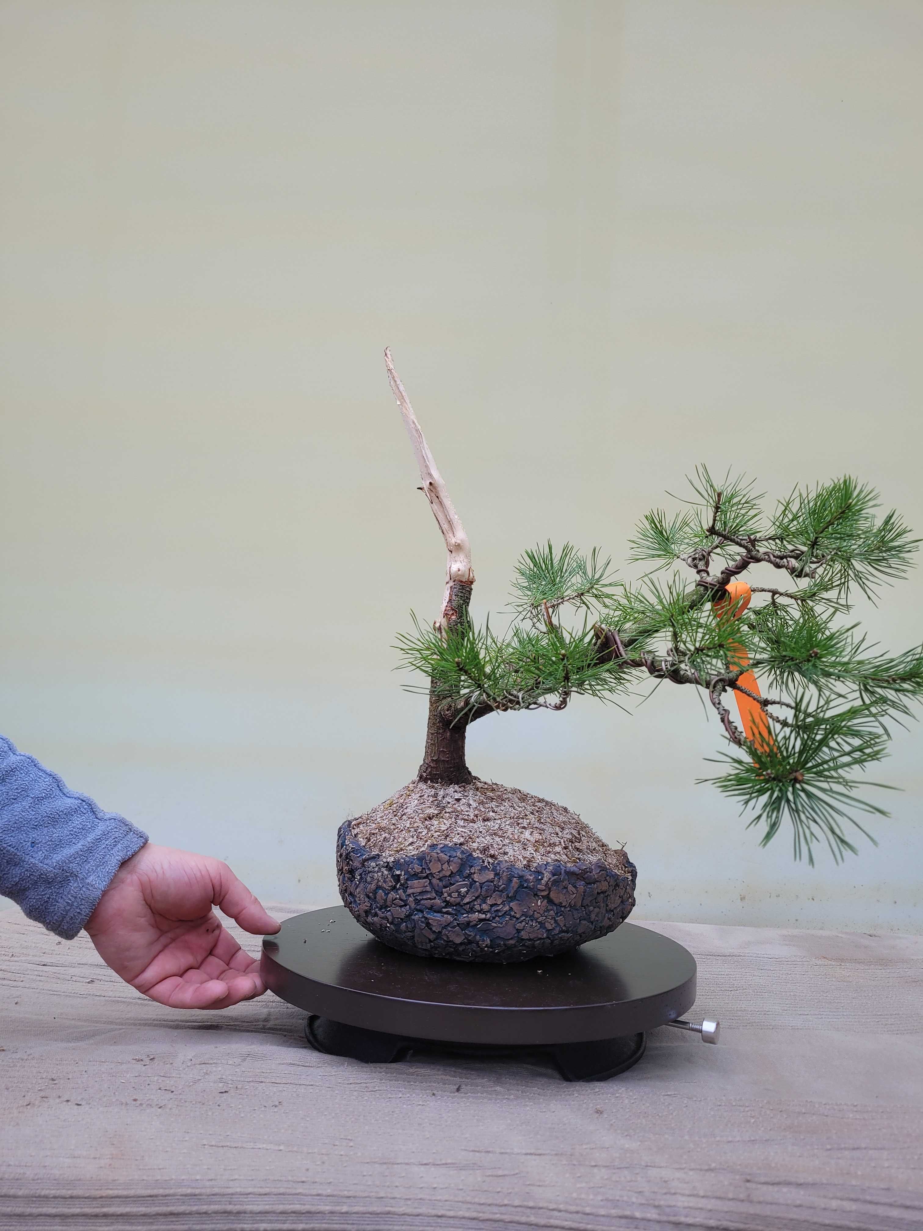 Drzewka tarasowe, balkonowe bonsai PROMOCJA na PREZENT