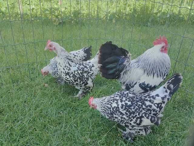 Інкубаційне яйце.(Курчата) Мільфлер фарфоровий,синій, срібло,ізабелла.