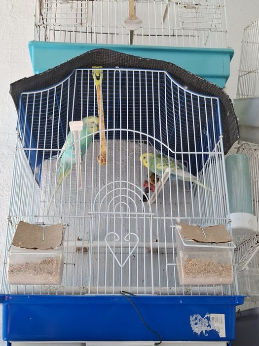 Casal de piriquitos