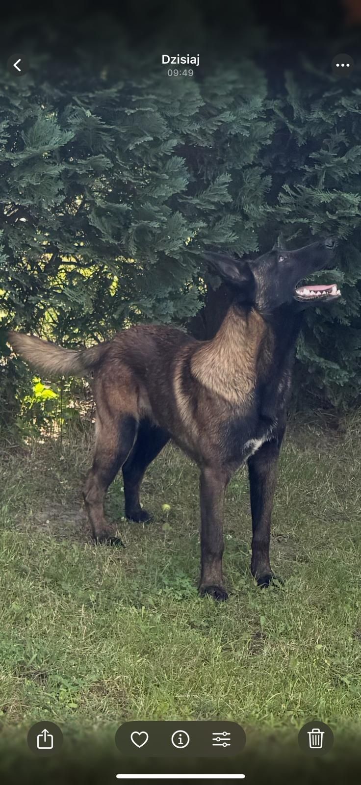 Owczarek belgijski malinois