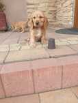 Cocker spaniel angielski -suczka złota
