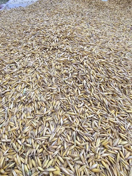 Owies ładny sprzedam