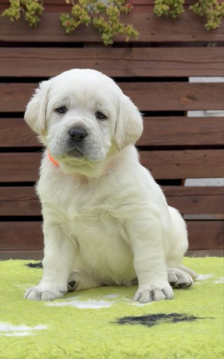 Чекають на свої родини гарні цуцуценята лабрадор ретривер!
