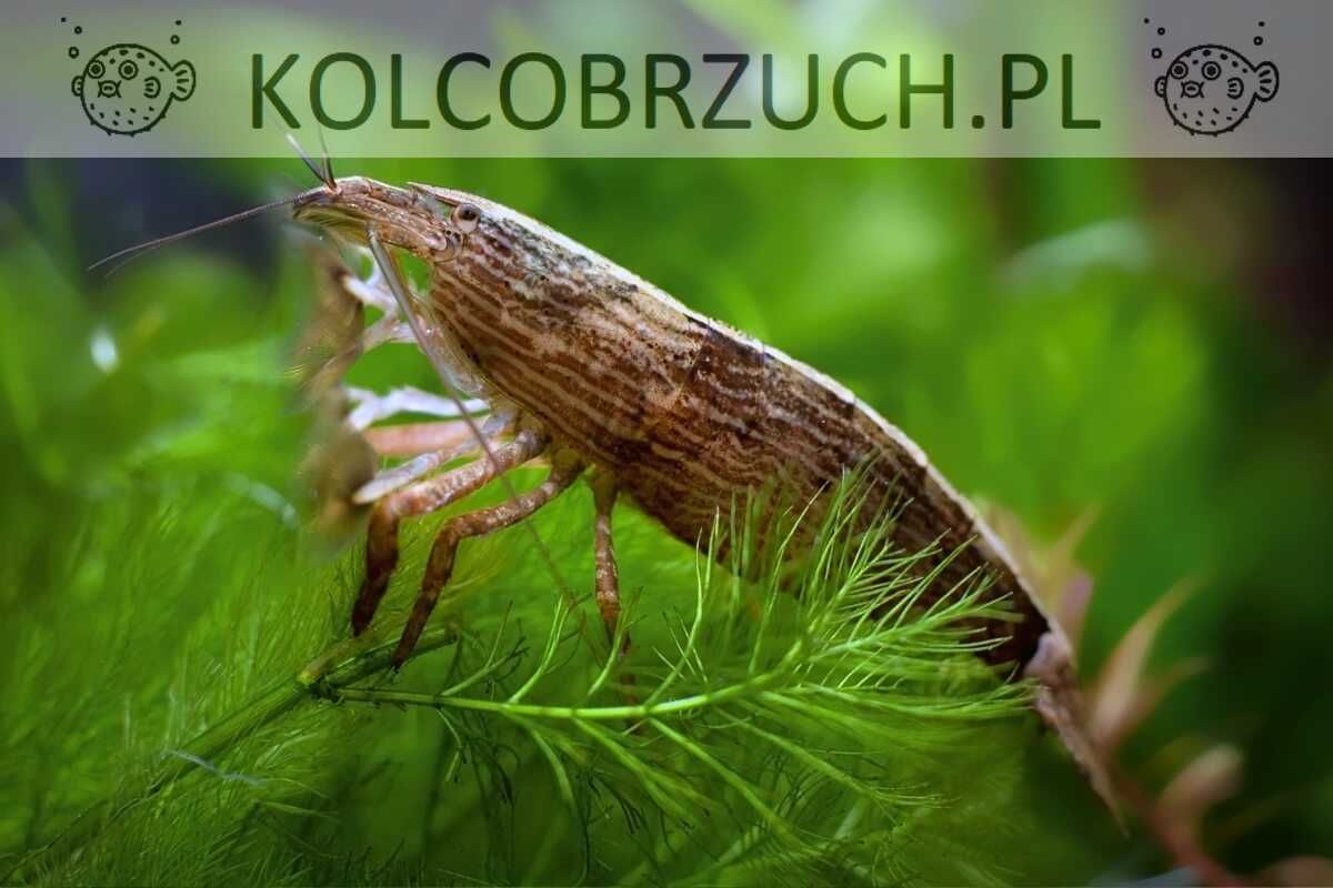 Krewetka filtrująca XXXL - Atyopsis moluccensis - Atiopka - dowóz