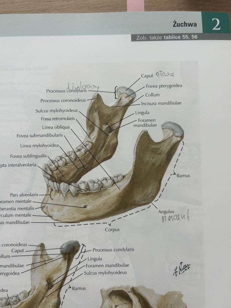 Atlas anatomii człowieka Netter