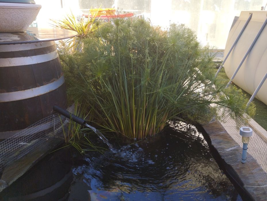 Papiros para jardim ou lago