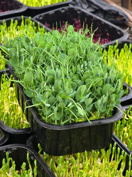 Мікрогрін горох, буряк