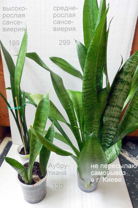 продаются аубрутиана среднерослая и высокорослая сансевиерии