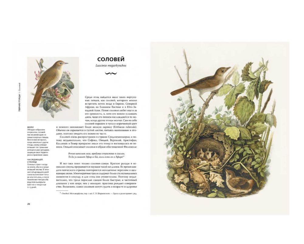 Книга Восхитительные птицы, 240 ст.