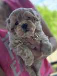 Maltipoo suczka hybryda pudel toy maltanczyk