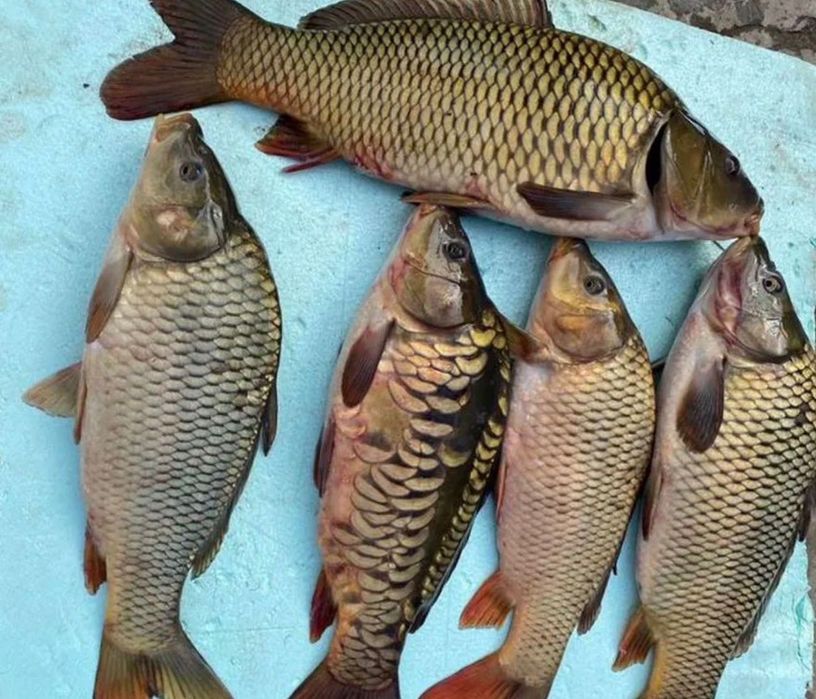 Продам живу рибу Осетер Сом Судак