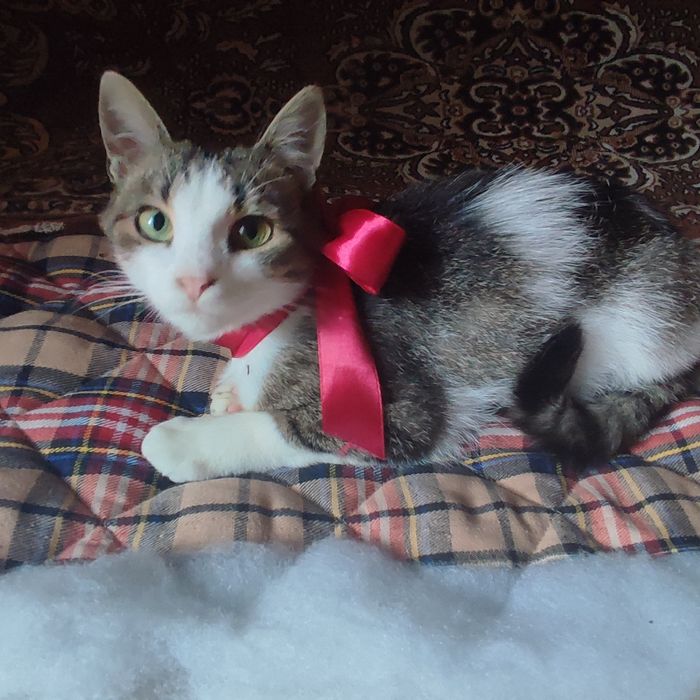 Кошенята в добрі руки