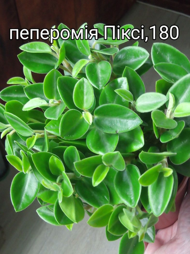 Пеперомія,гарденія, кава, спатифіллум,філодендрони