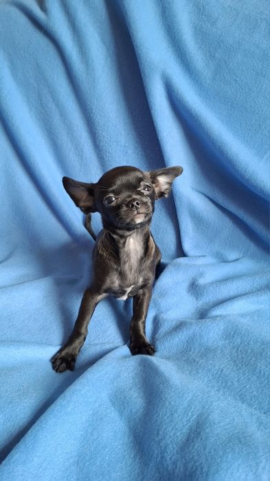 Słodziak piesek Chihuahua