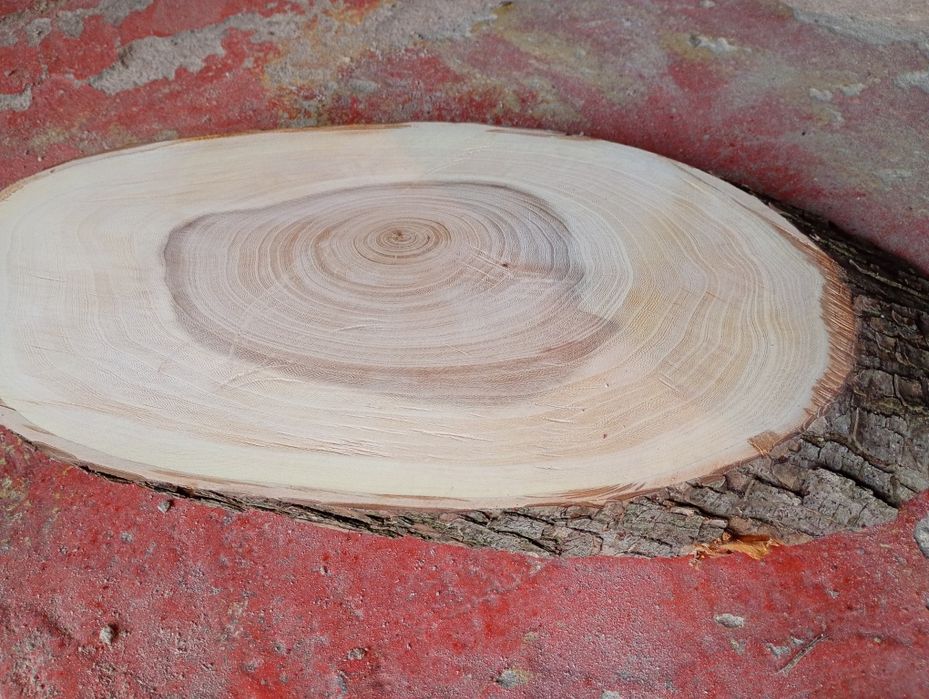 Plaster drzewa wiązowego
