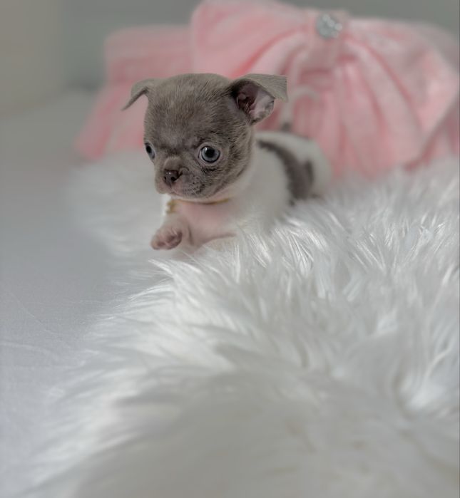 Chihuahua malutka , piękna biało-liliowa suczka