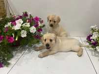 Labrador sliczna suczka