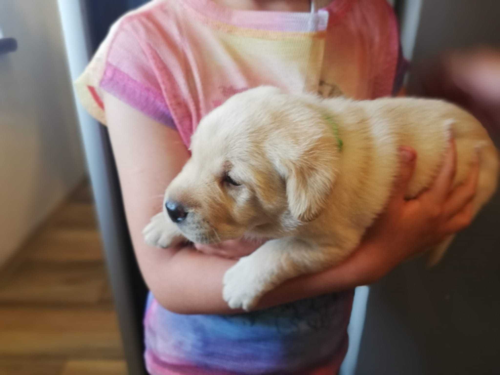 Labrador JUŻ SĄ domowo-rodzinny, RTG, genetyka