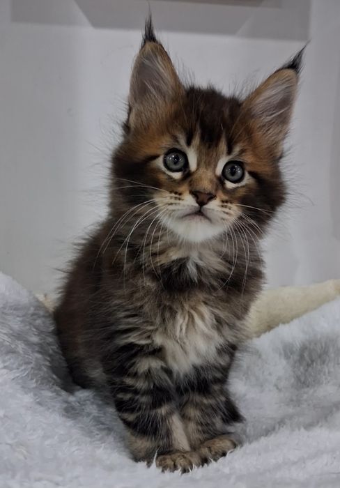 Gatinha Maine Coon com Lop