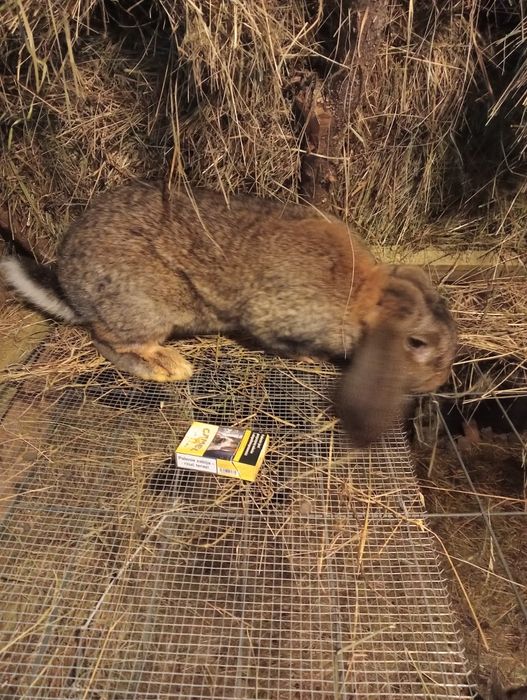 Baran francuski samiec