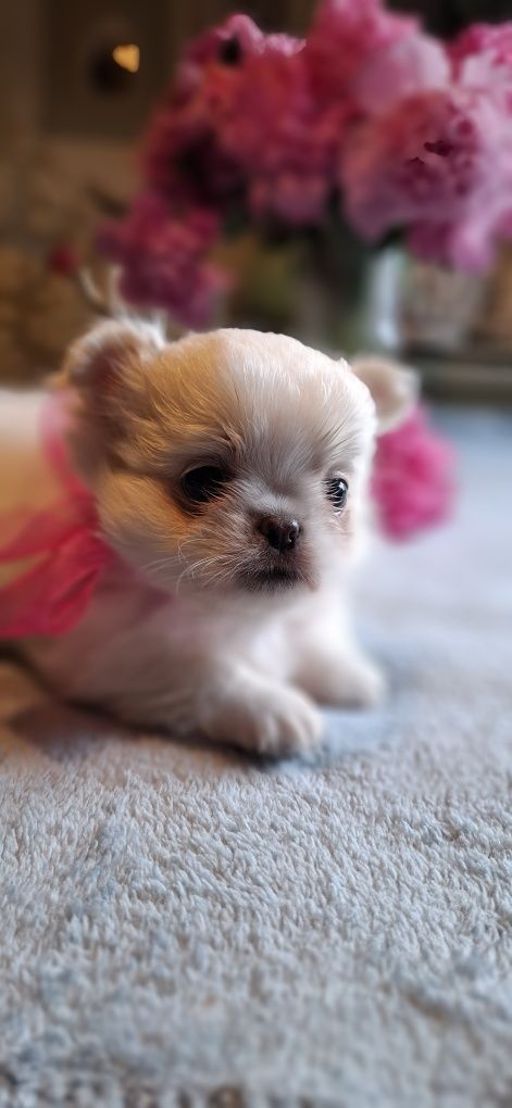 Chihuahua cudny piesek