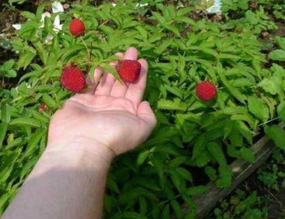 Розоволистная малина морозостойка