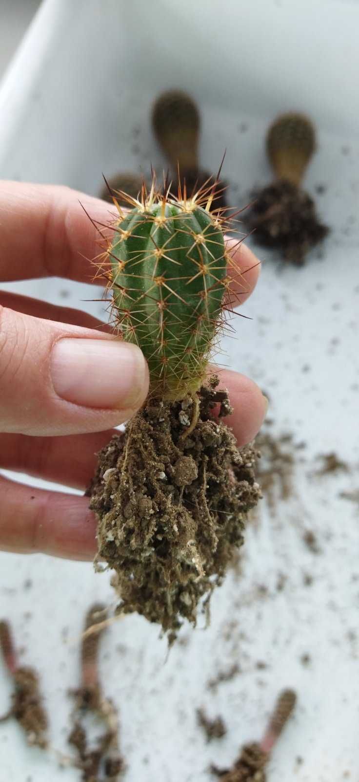 Кактус Lobivia echinata
