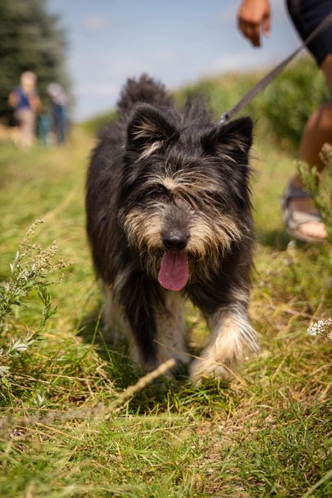 Zefir uroczy roztrzepaniec szuka domku Schronisko Nadzieja w Napierkac