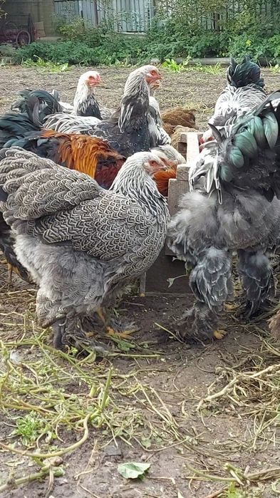 Брама:Кури,півні,курчата та і/я