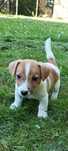 Jack russell terrier piesek nr.1 Stary sącz