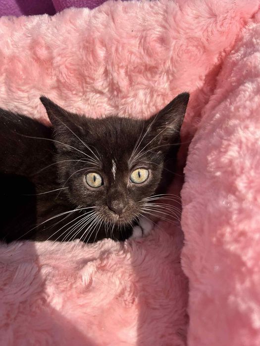 Czarna piękność do adopcji!