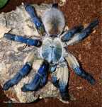 Samica Monocentropus balfouri 3,5dc