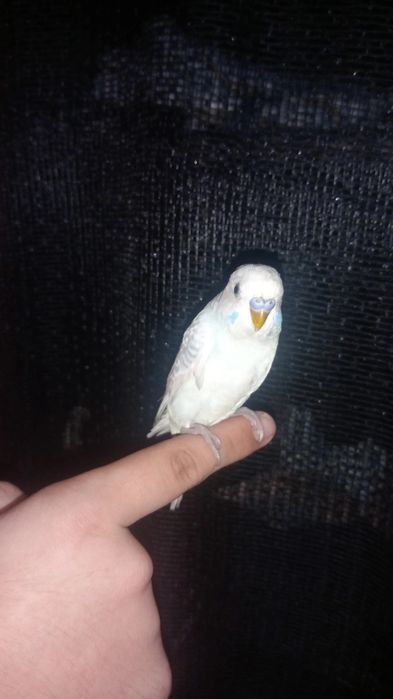 Periquito domésticado/criado a mão