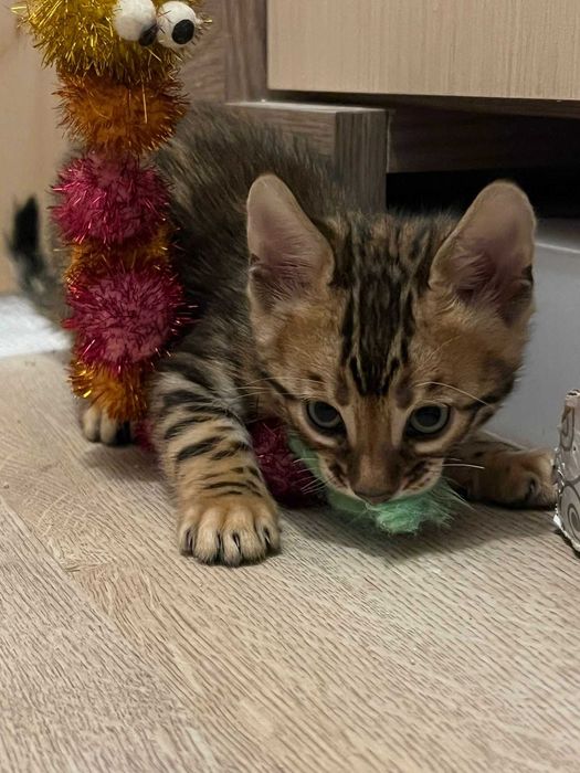 Kot Bengalski, Utytułowani Rodzice, Rodowód FPL/FIFe