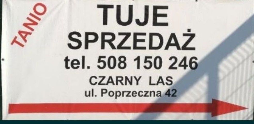 Tuje tuja szmaragd wysokość 280 cm w cenie 150 zł