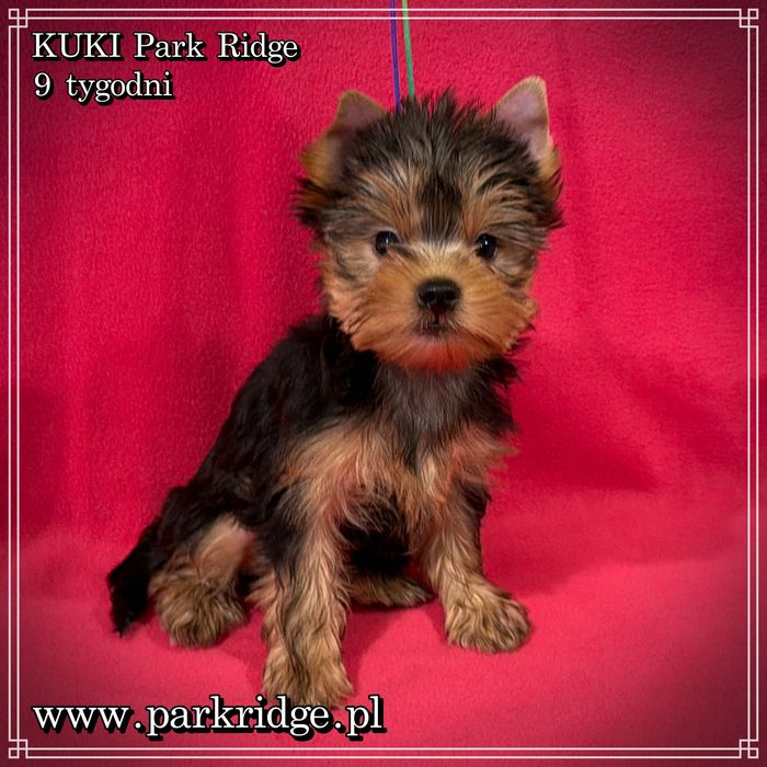 york yorki suczka ok. 2 kg rodowód ZKwP FCI