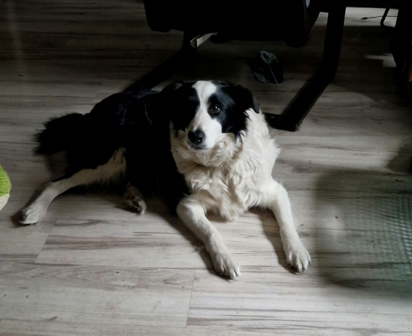 Suczka Border Collie