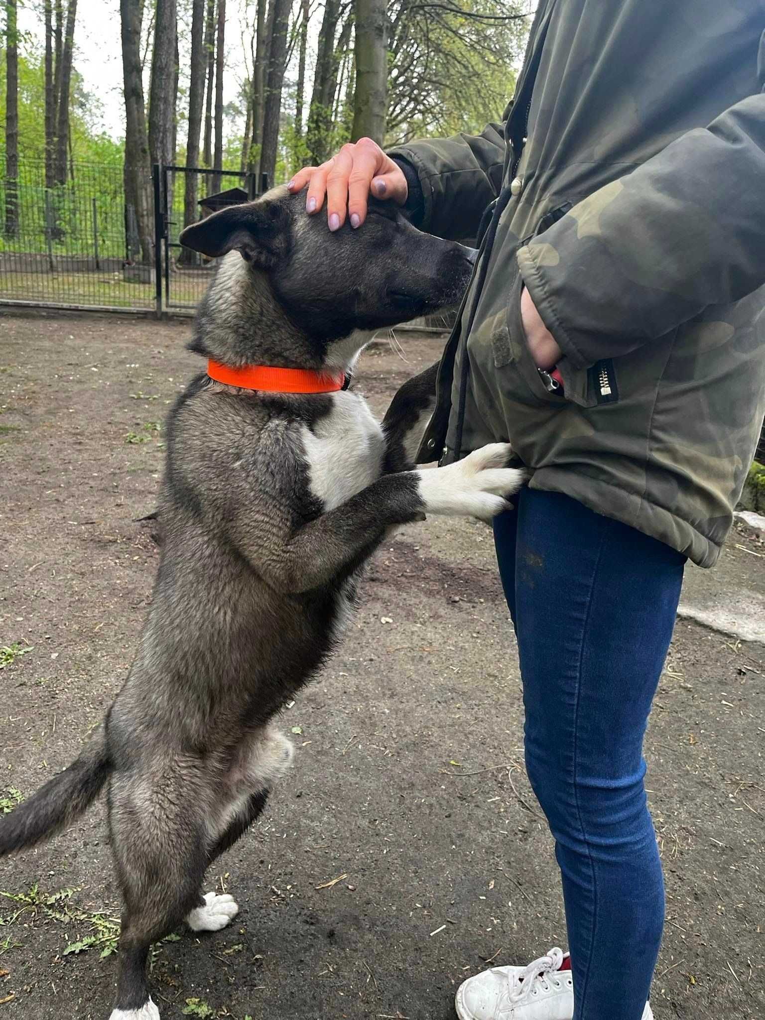 Ramzes-młody niespełna  1 roczny pies ze schroniska do pilnej adopcji.