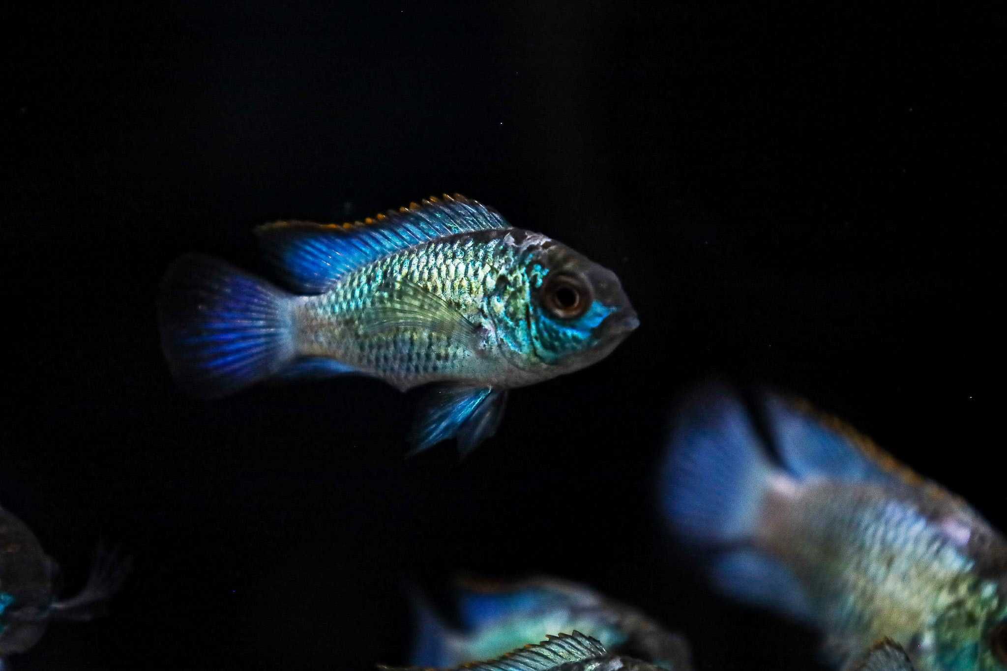 ACARA ELECTRIC BLUE - ryba do akwarium sklep stacjonarny akwarium24.pl