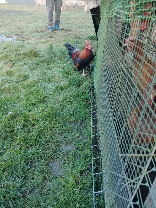 Sprzedam koguty ozdobne